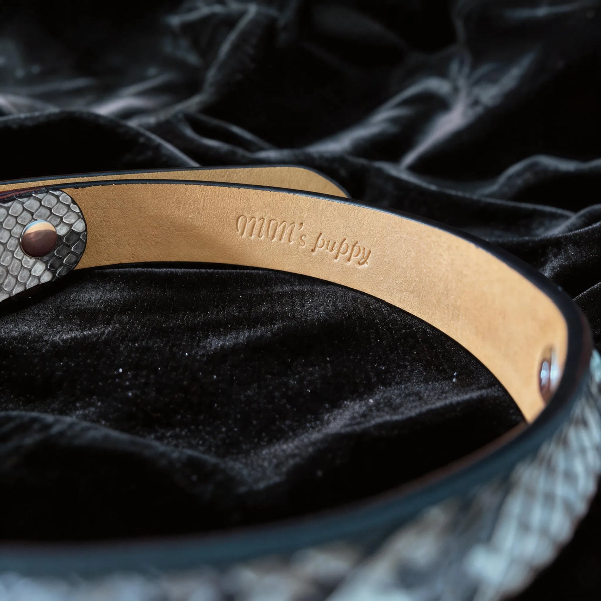 Python Echo Bell Leather Collar hand-held red satin scene with white and black leather and silver hardware.